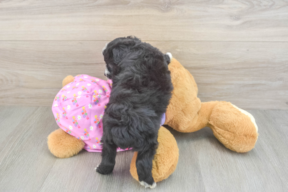 Best Mini Aussiedoodle Baby