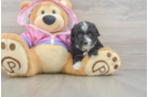 Sweet Mini Aussiedoodle Baby