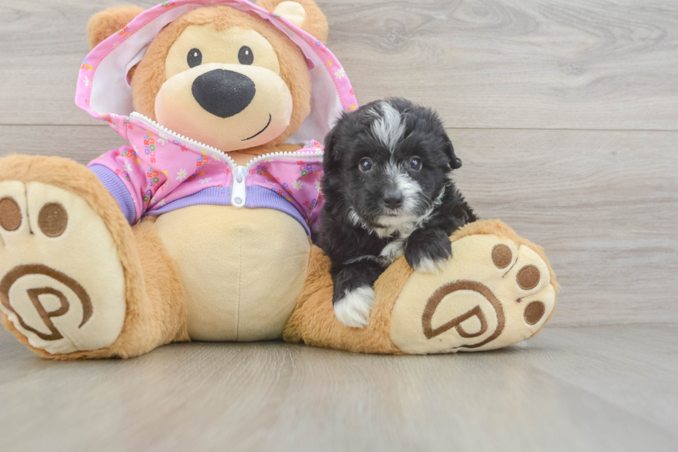 Sweet Mini Aussiedoodle Baby