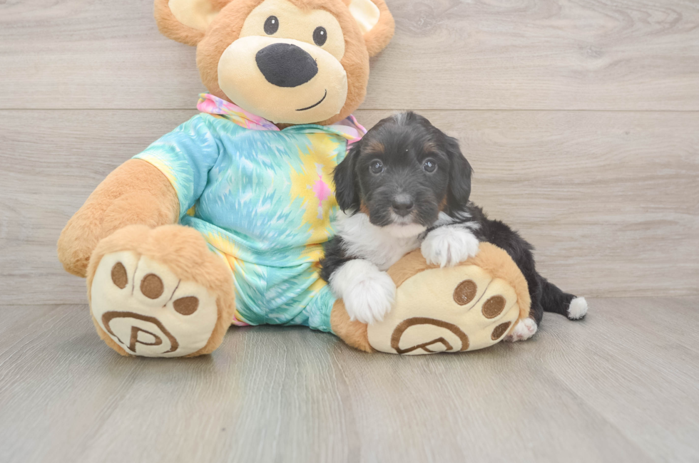 5 week old Mini Aussiedoodle Puppy For Sale - Premier Pups