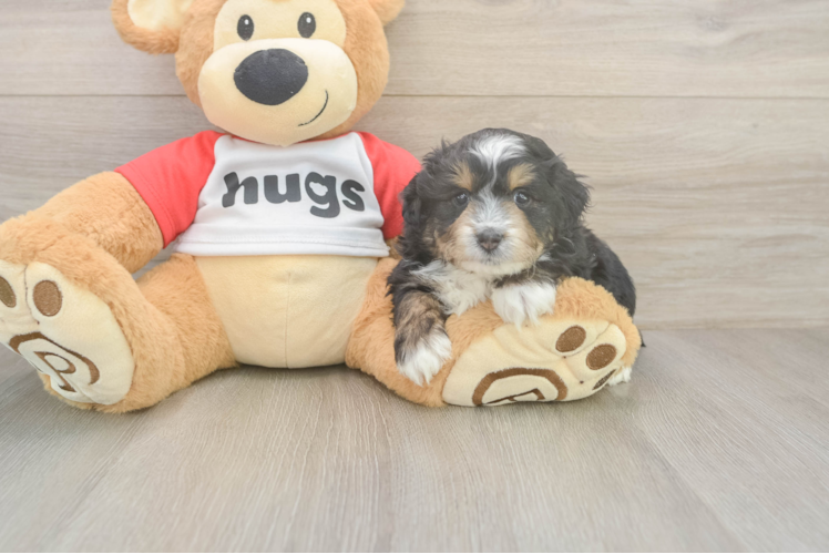 Mini Aussiedoodle Puppy for Adoption