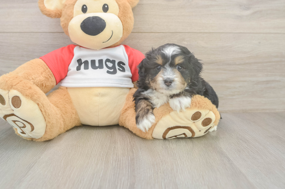 5 week old Mini Aussiedoodle Puppy For Sale - Premier Pups