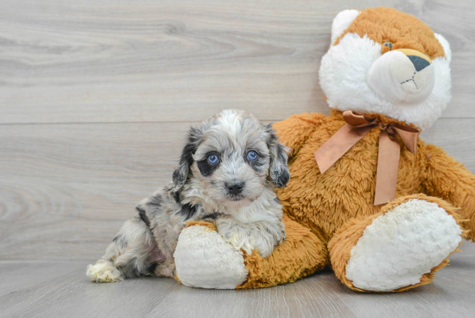 Playful Aussiepoo Poodle Mix Puppy