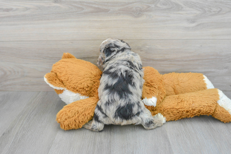 Mini Aussiedoodle Pup Being Cute