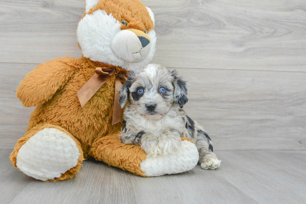 Small Mini Aussiedoodle Baby