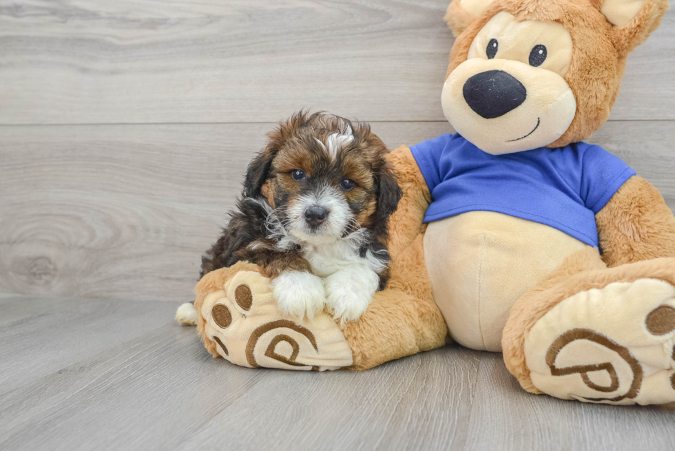 Mini Aussiedoodle Pup Being Cute