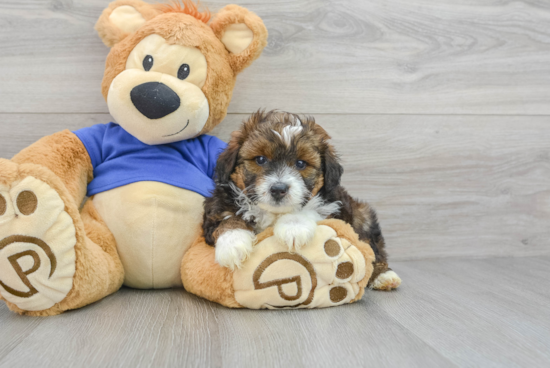 Best Mini Aussiedoodle Baby