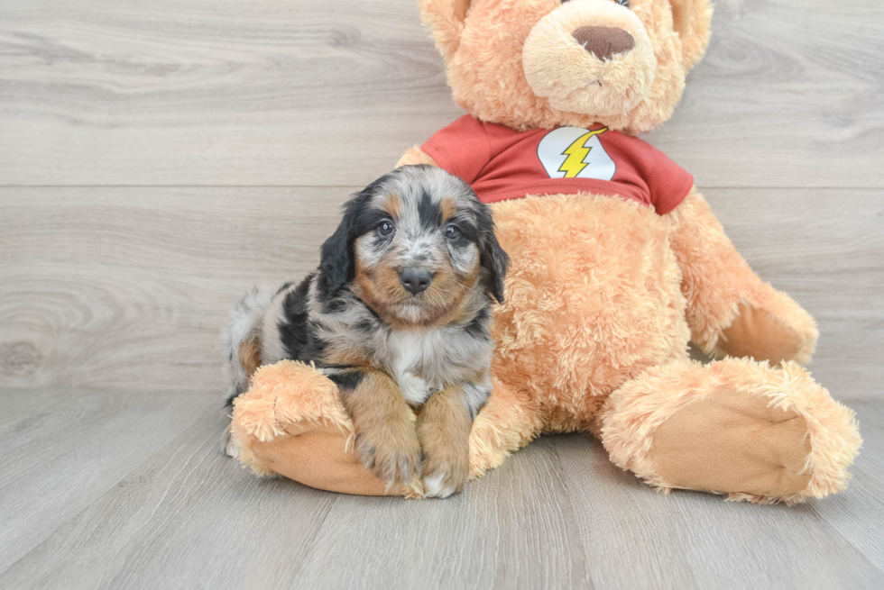 Mini Aussiedoodle Puppy for Adoption