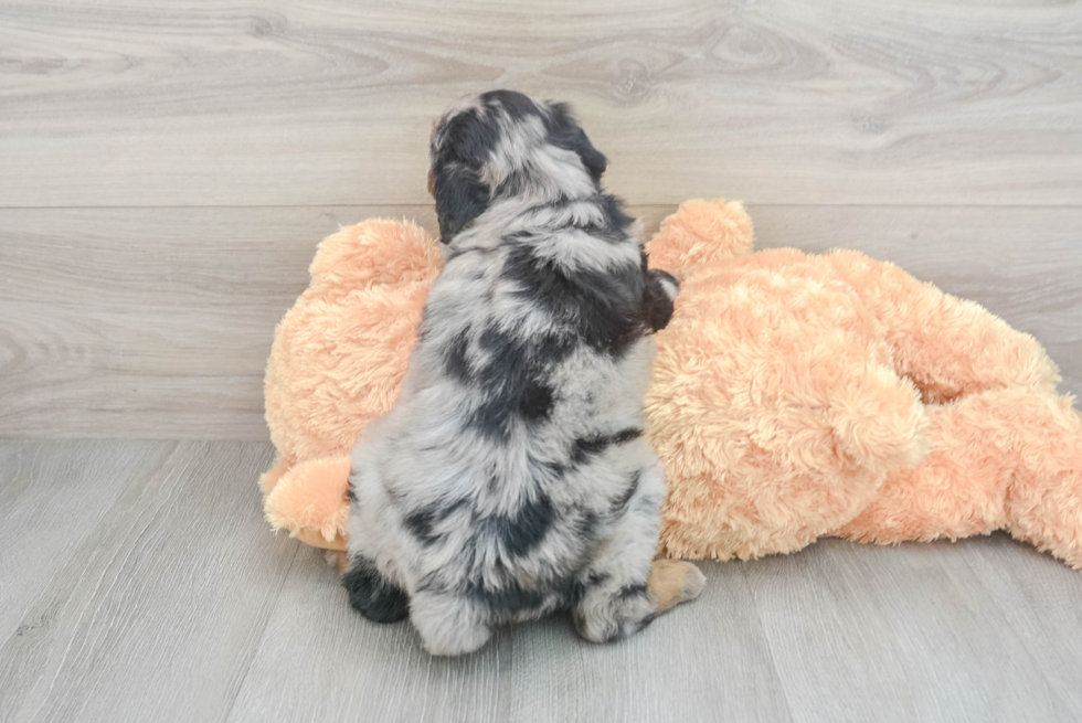 Best Mini Aussiedoodle Baby