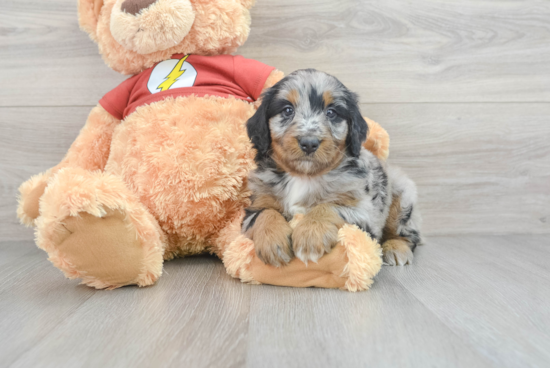 Mini Aussiedoodle Puppy for Adoption