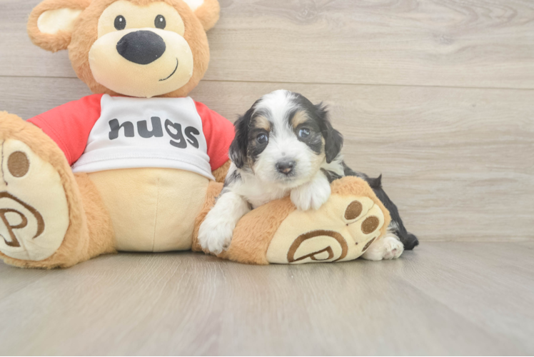 Happy Mini Aussiedoodle Baby