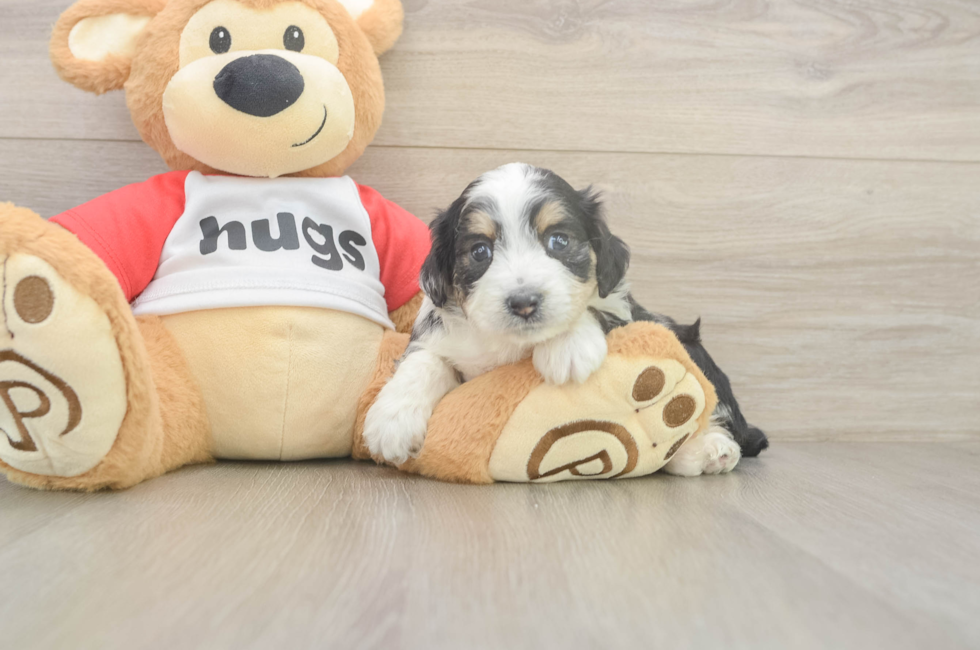 5 week old Mini Aussiedoodle Puppy For Sale - Premier Pups