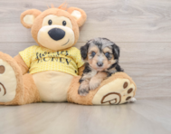 7 week old Mini Aussiedoodle Puppy For Sale - Premier Pups