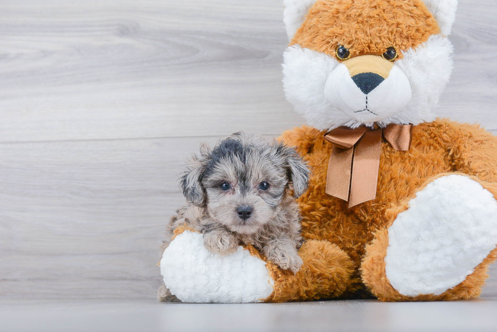 Mini Aussiedoodle Pup Being Cute