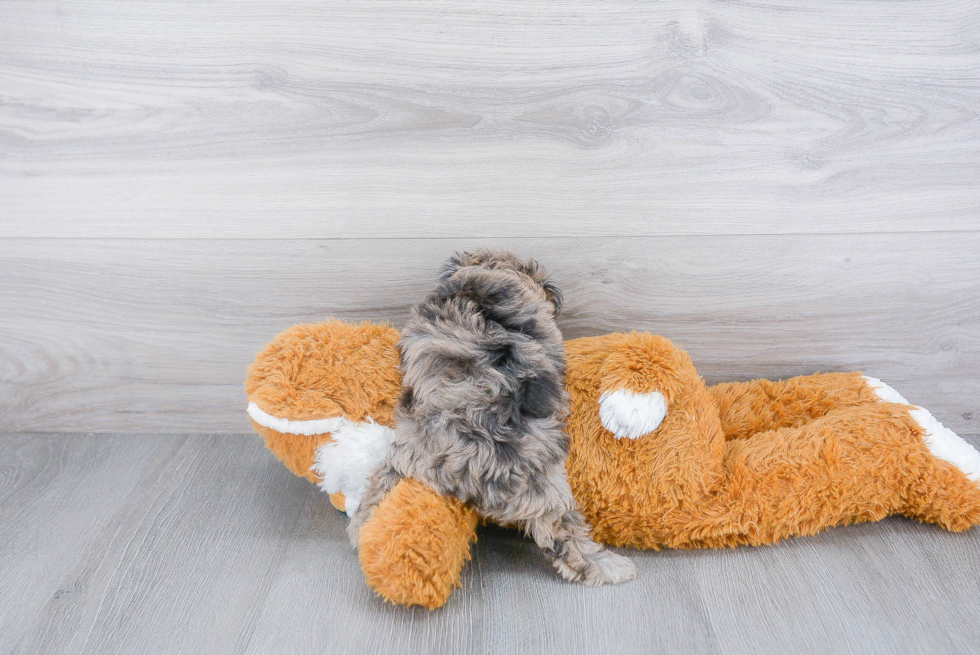 Small Mini Aussiedoodle Baby