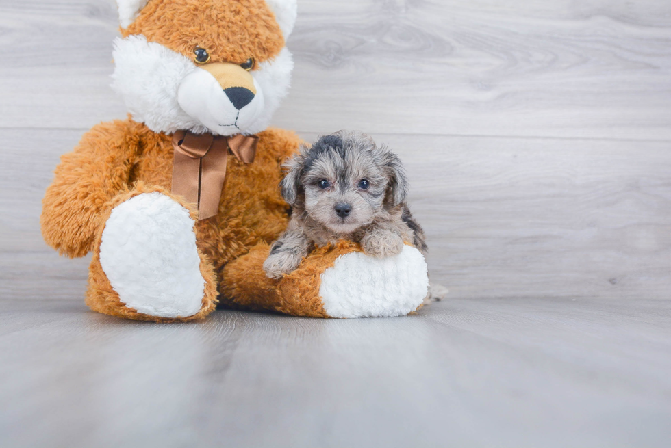 Mini Aussiedoodle Pup Being Cute