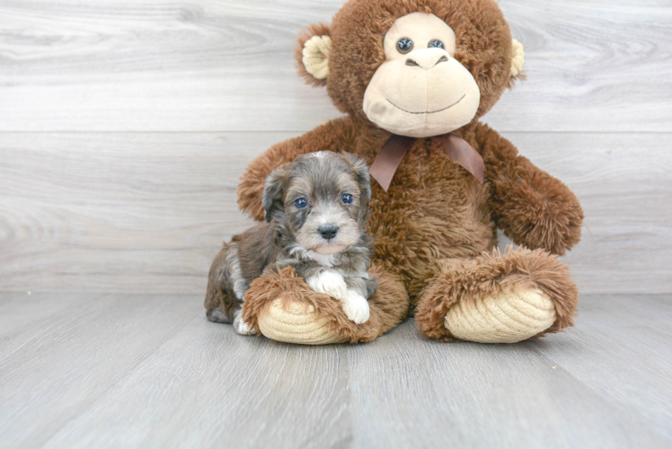 Hypoallergenic Aussiepoo Poodle Mix Puppy