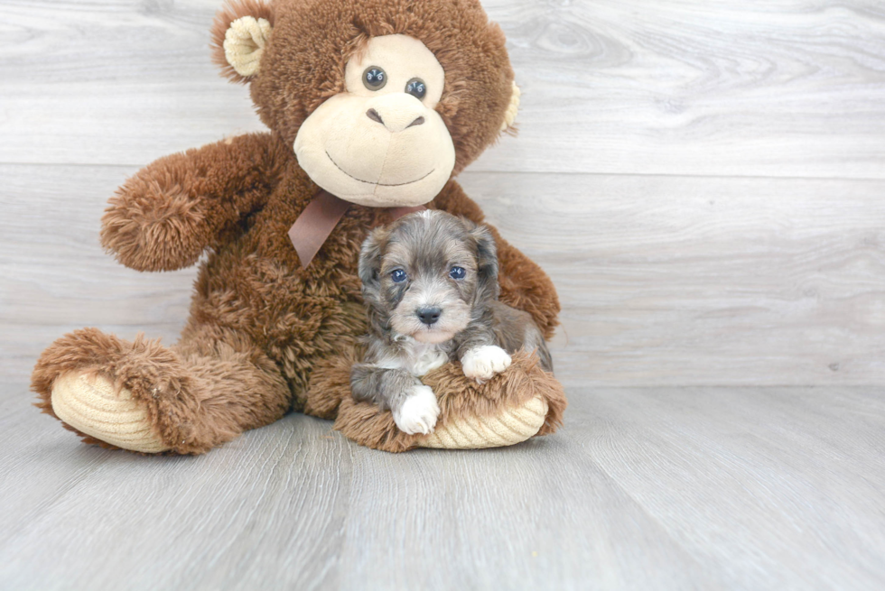 Adorable Aussiepoo Poodle Mix Puppy