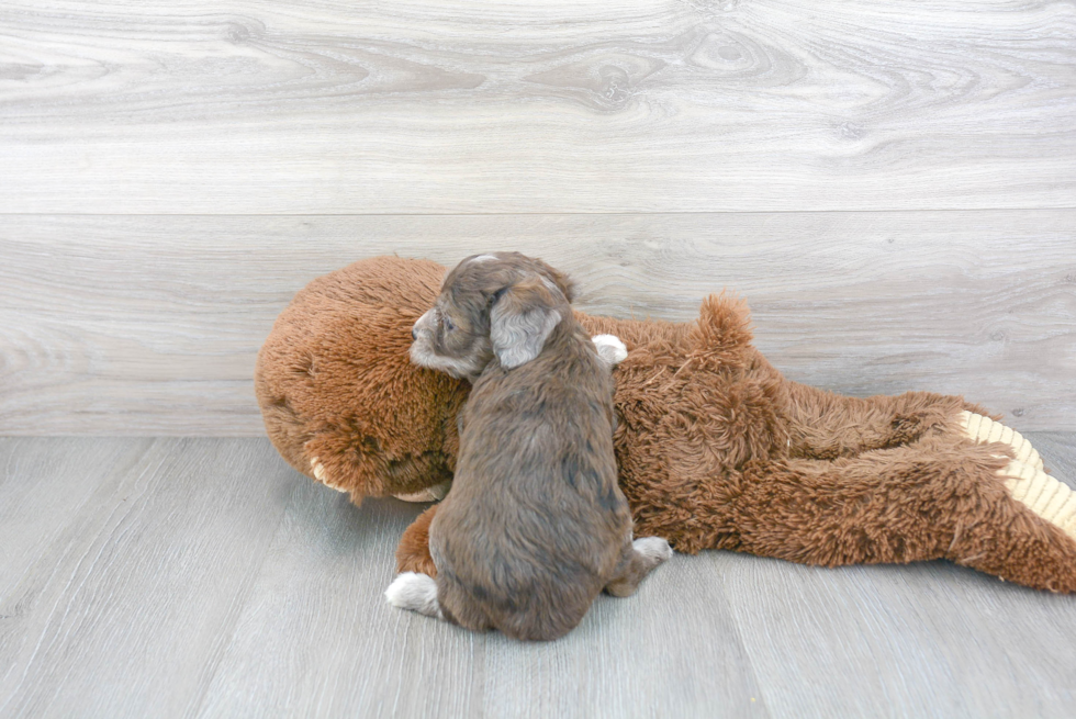 Mini Aussiedoodle Pup Being Cute