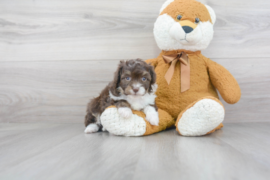 Smart Mini Aussiedoodle Poodle Mix Pup