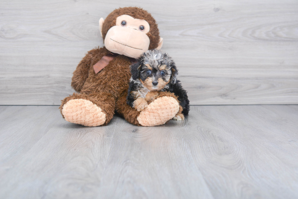 Mini Aussiedoodle Puppy for Adoption