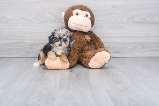 Little Aussiepoo Poodle Mix Puppy