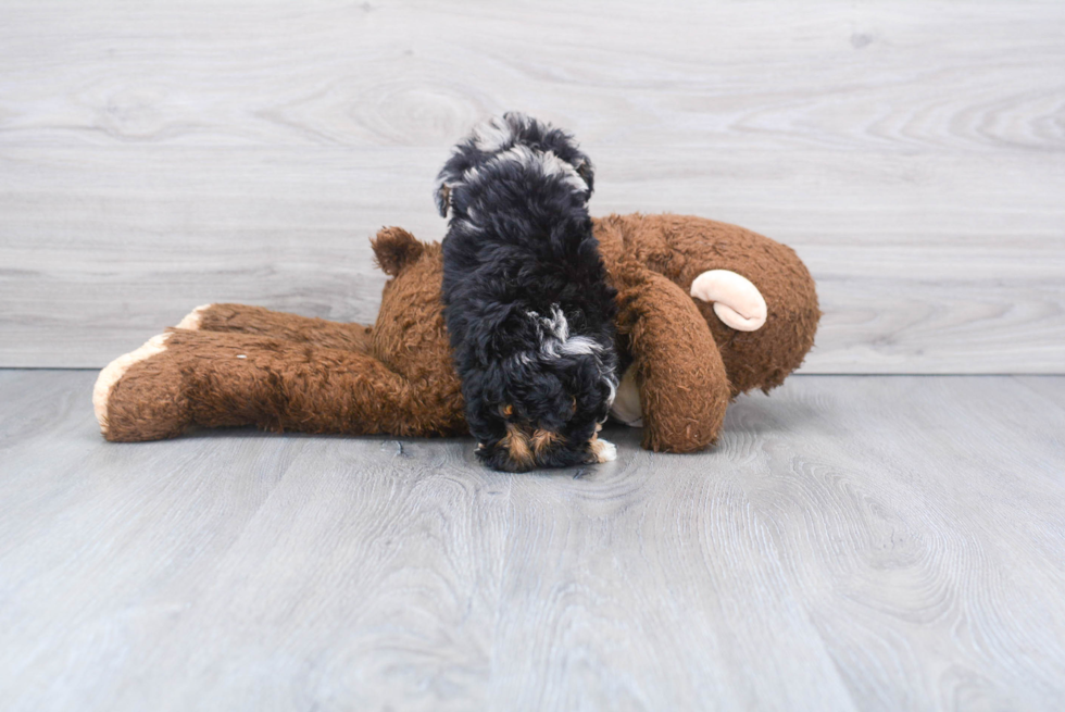 Best Mini Aussiedoodle Baby