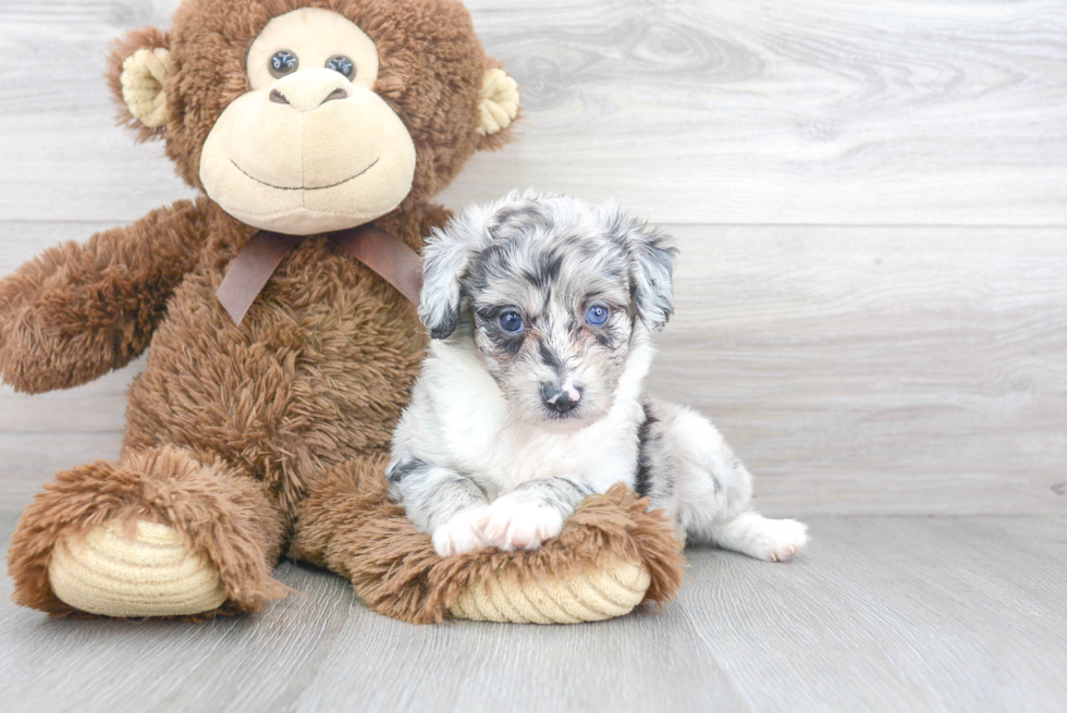 Playful Aussiepoo Poodle Mix Puppy