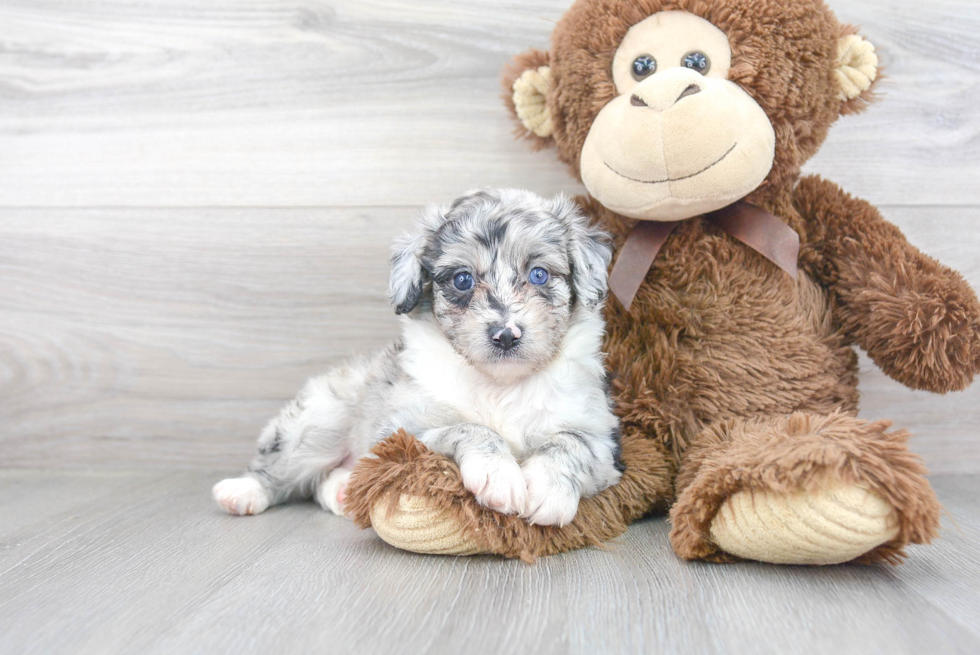 Happy Mini Aussiedoodle Baby