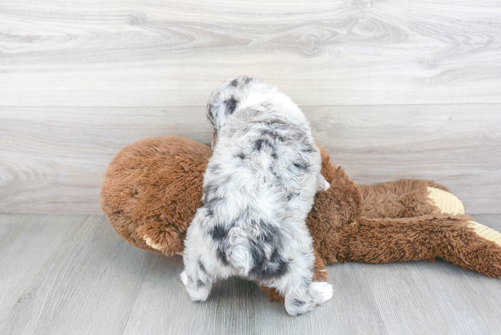 Best Mini Aussiedoodle Baby