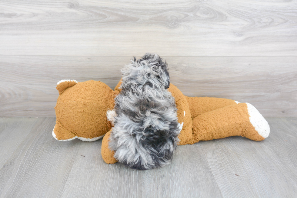 Adorable Aussiepoo Poodle Mix Puppy