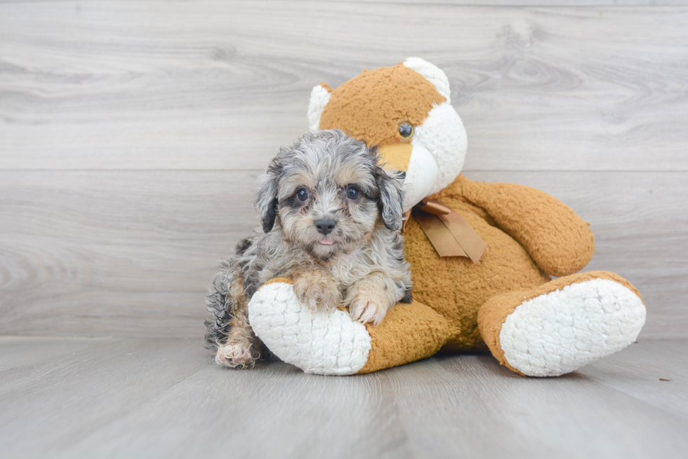 Small Mini Aussiedoodle Baby