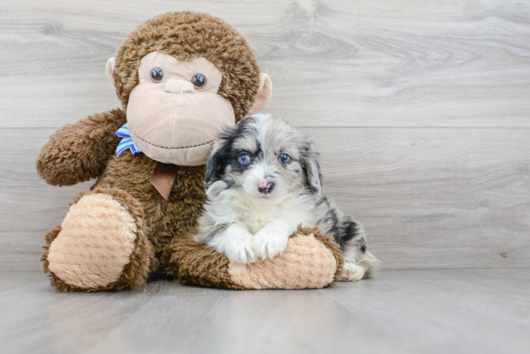 Smart Mini Aussiedoodle Poodle Mix Pup