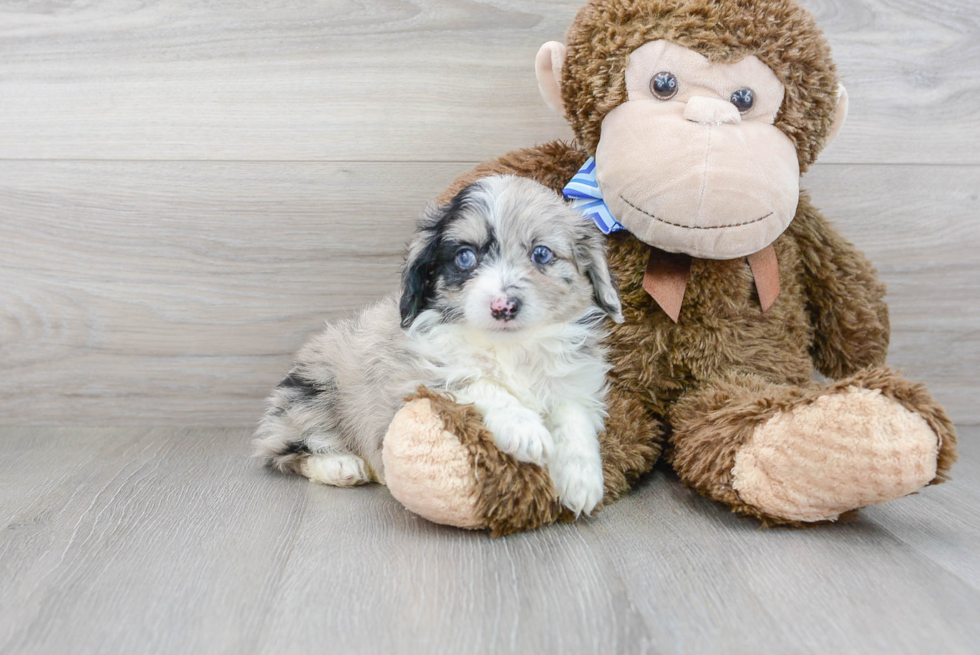 Fluffy Mini Aussiedoodle Poodle Mix Pup