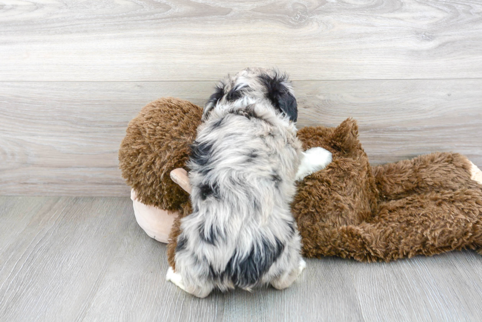 Fluffy Mini Aussiedoodle Poodle Mix Pup