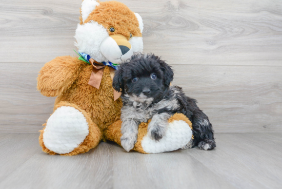 Hypoallergenic Aussiepoo Poodle Mix Puppy