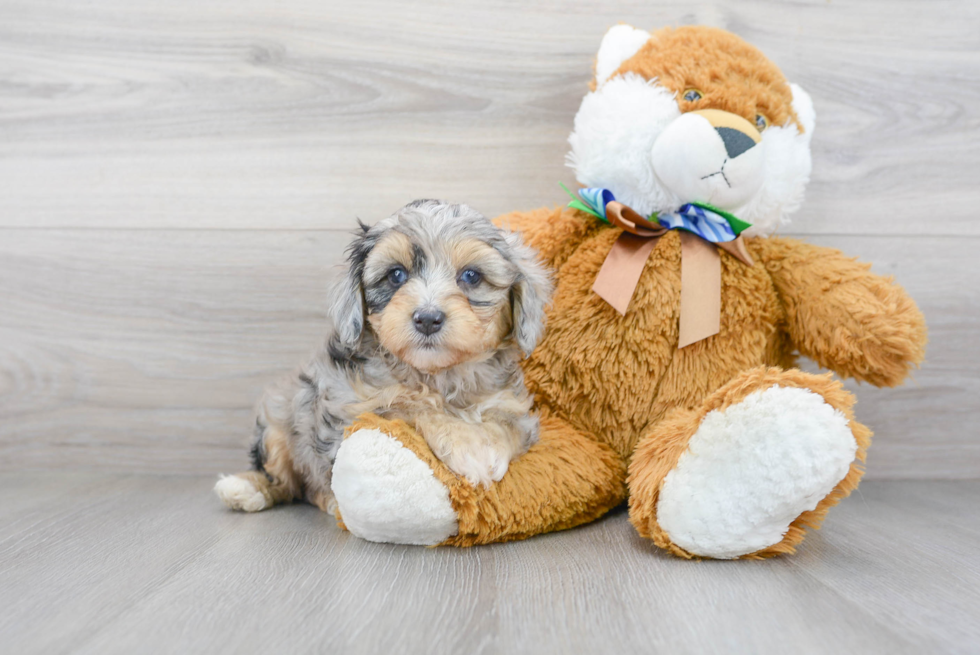 Mini Aussiedoodle Puppy for Adoption