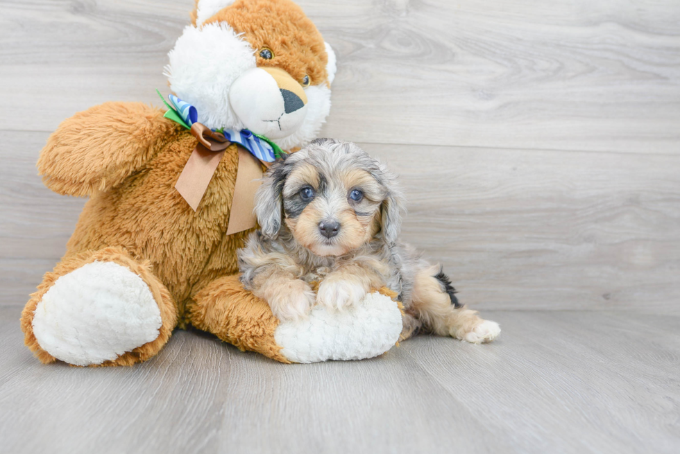 Mini Aussiedoodle Puppy for Adoption