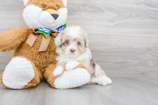 Best Mini Aussiedoodle Baby