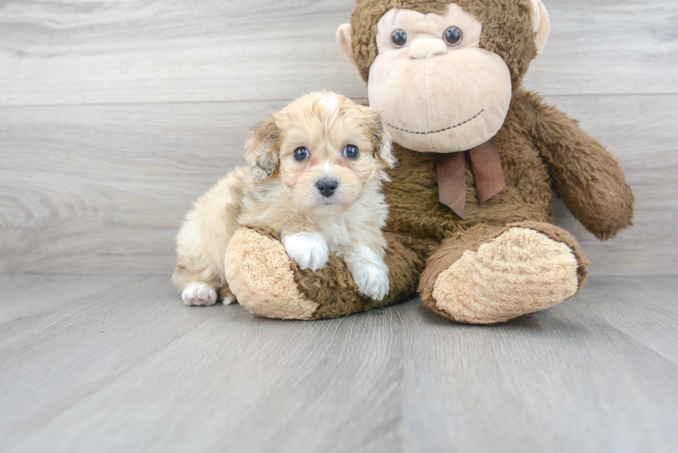 Mini Aussiedoodle Puppy for Adoption