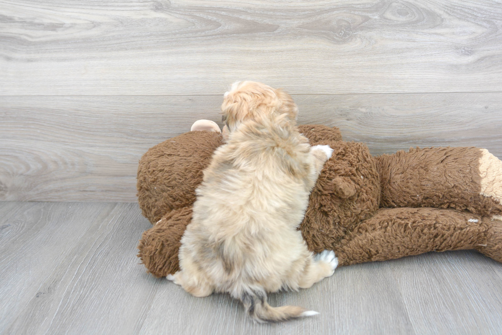 Mini Aussiedoodle Puppy for Adoption