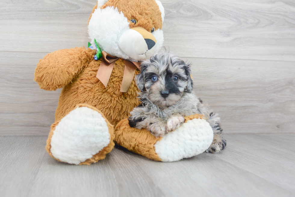 Sweet Mini Aussiedoodle Baby