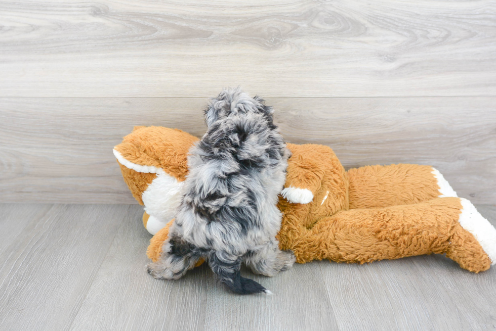 Mini Aussiedoodle Puppy for Adoption