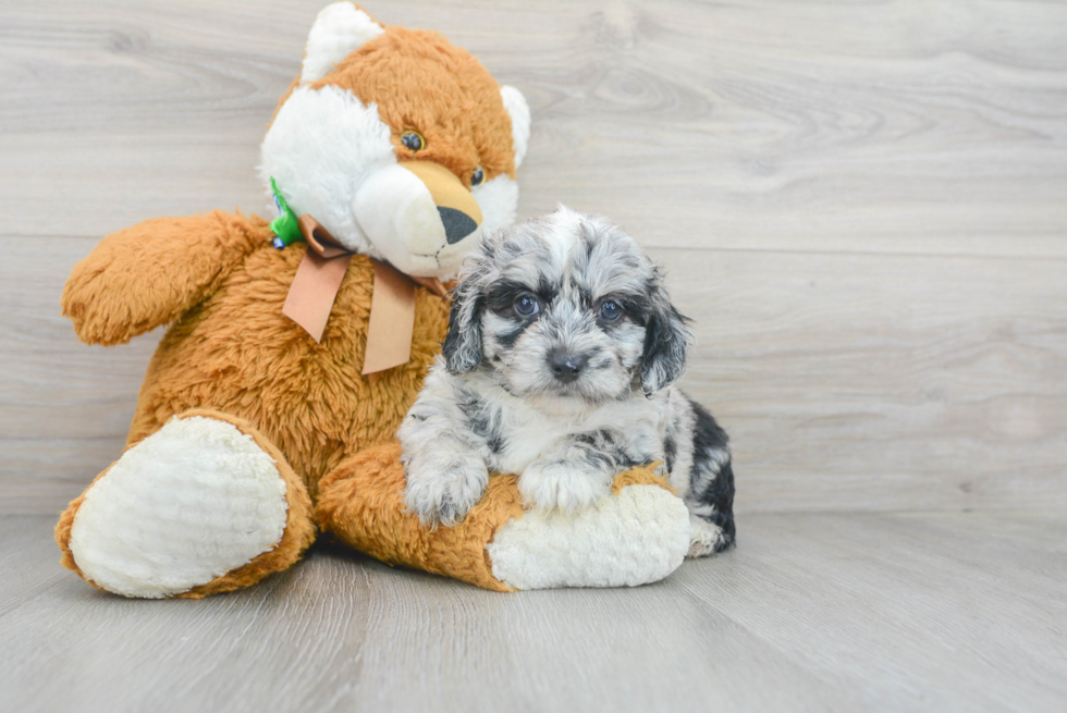 Cute Aussiepoo Poodle Mix Puppy