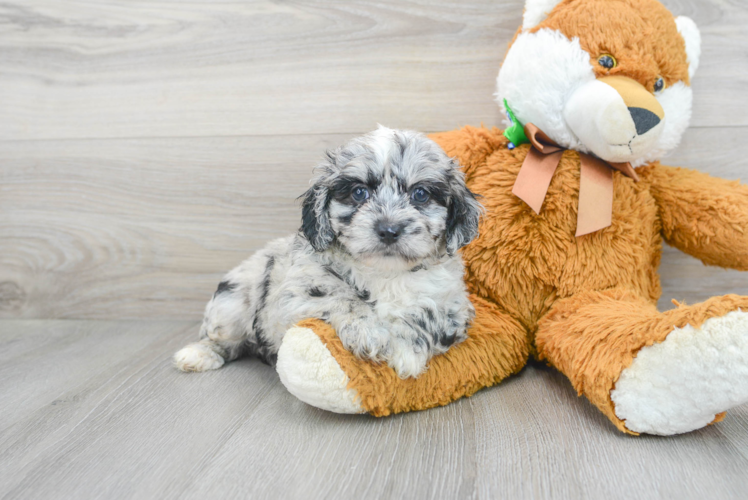 Mini Aussiedoodle Pup Being Cute