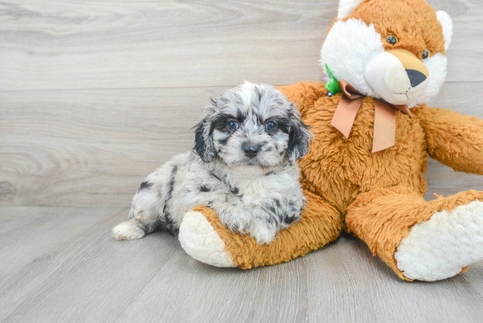 Mini Aussiedoodle Pup Being Cute