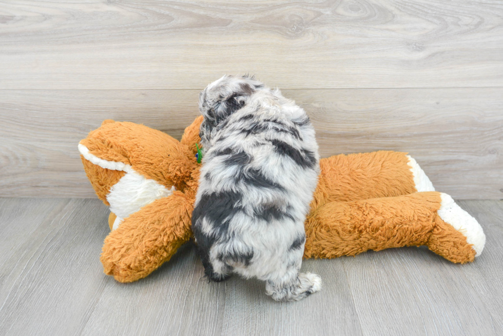 Cute Aussiepoo Poodle Mix Puppy