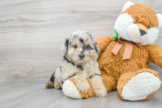 Mini Aussiedoodle Pup Being Cute