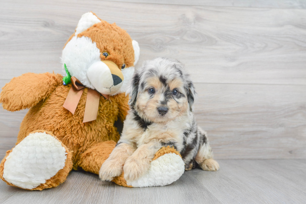 Mini Aussiedoodle Pup Being Cute