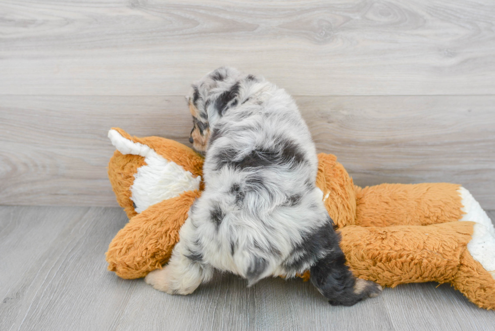 Best Mini Aussiedoodle Baby